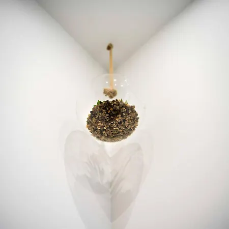 Santo Tomás A Ha Cádis