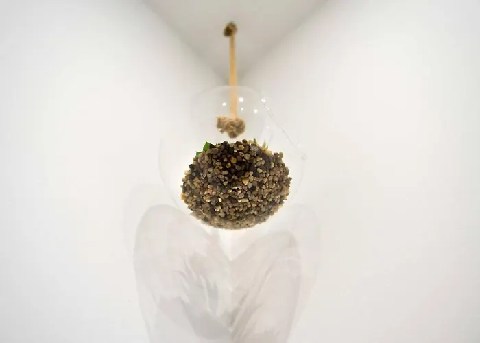 Santo Tomás A Ha Cadice